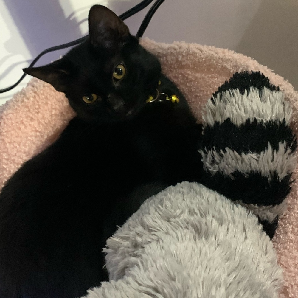 Meet your Posher, Ava